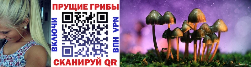 что такое наркотик  omg сайт  Псилоцибиновые грибы Psilocybe  Междуреченск 